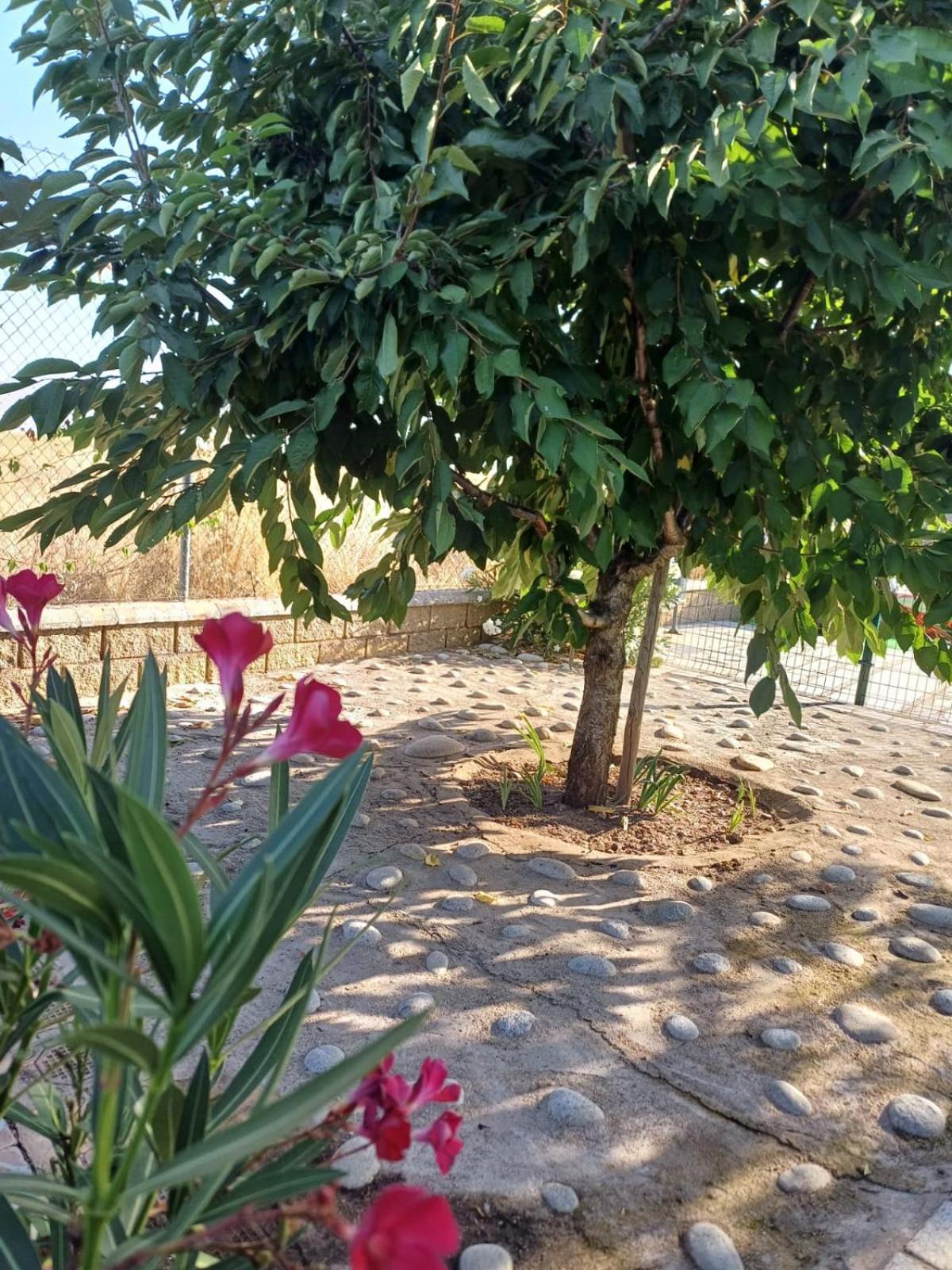 El Almendro Del Cura Villa Villarmayor  Kültér fotó